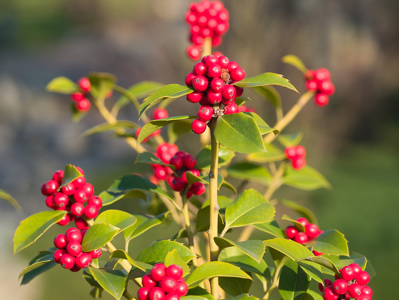 Image of Ilex &times; meserveae specimen.