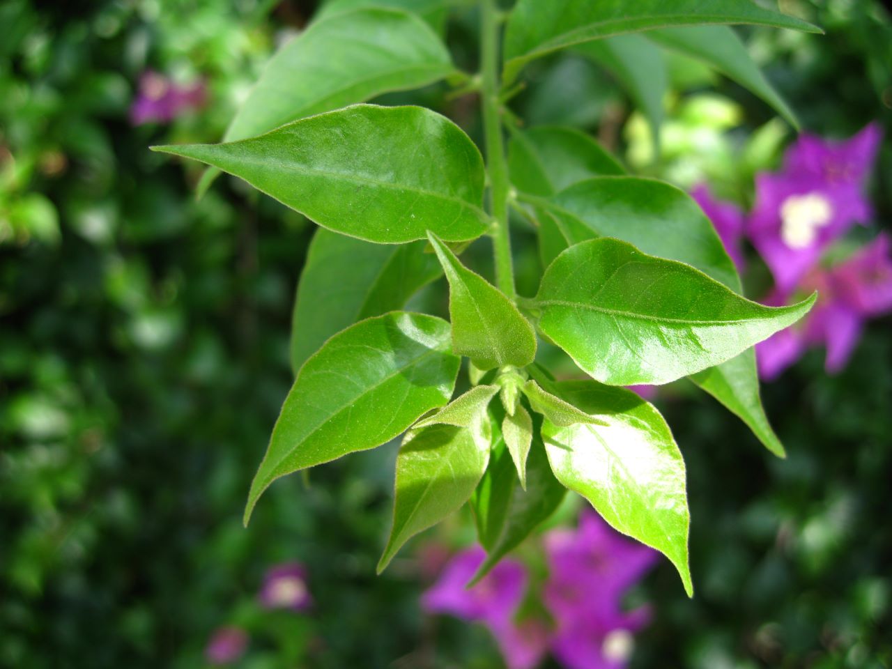 Изображение особи род Bougainvillea.