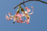 Ceiba speciosa