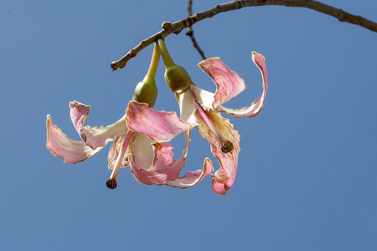 Image of Ceiba speciosa specimen.