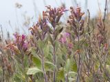 род Teucrium. Верхушки побегов с соцветиями. Крым, Керченский п-ов, Приазовье, берег Азовского моря, на каменной глыбе. 25.06.2018.