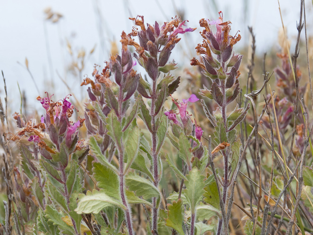 Изображение особи род Teucrium.