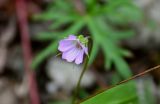 Geranium columbinum. Цветок. Грузия, Имеретия, окр. водопада Кинчха, каменистый склон. 15.06.2023.