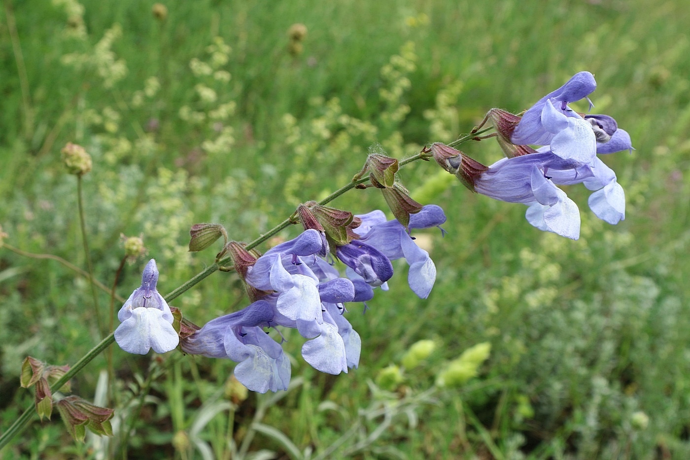 Image of Salvia ringens specimen.