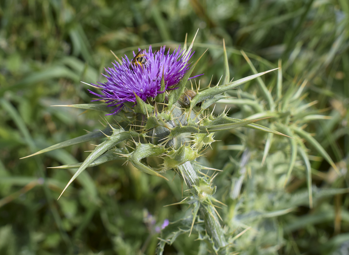 Изображение особи Silybum marianum.