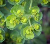 Euphorbia helioscopia