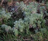 Artemisia austriaca