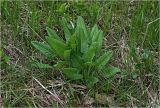 Betonica officinalis. Вегетирующее растение. Московская обл., Раменский р-н, окр. ж.-д. платформы Хрипань, просека под ЛЭП. 06.05.2024.