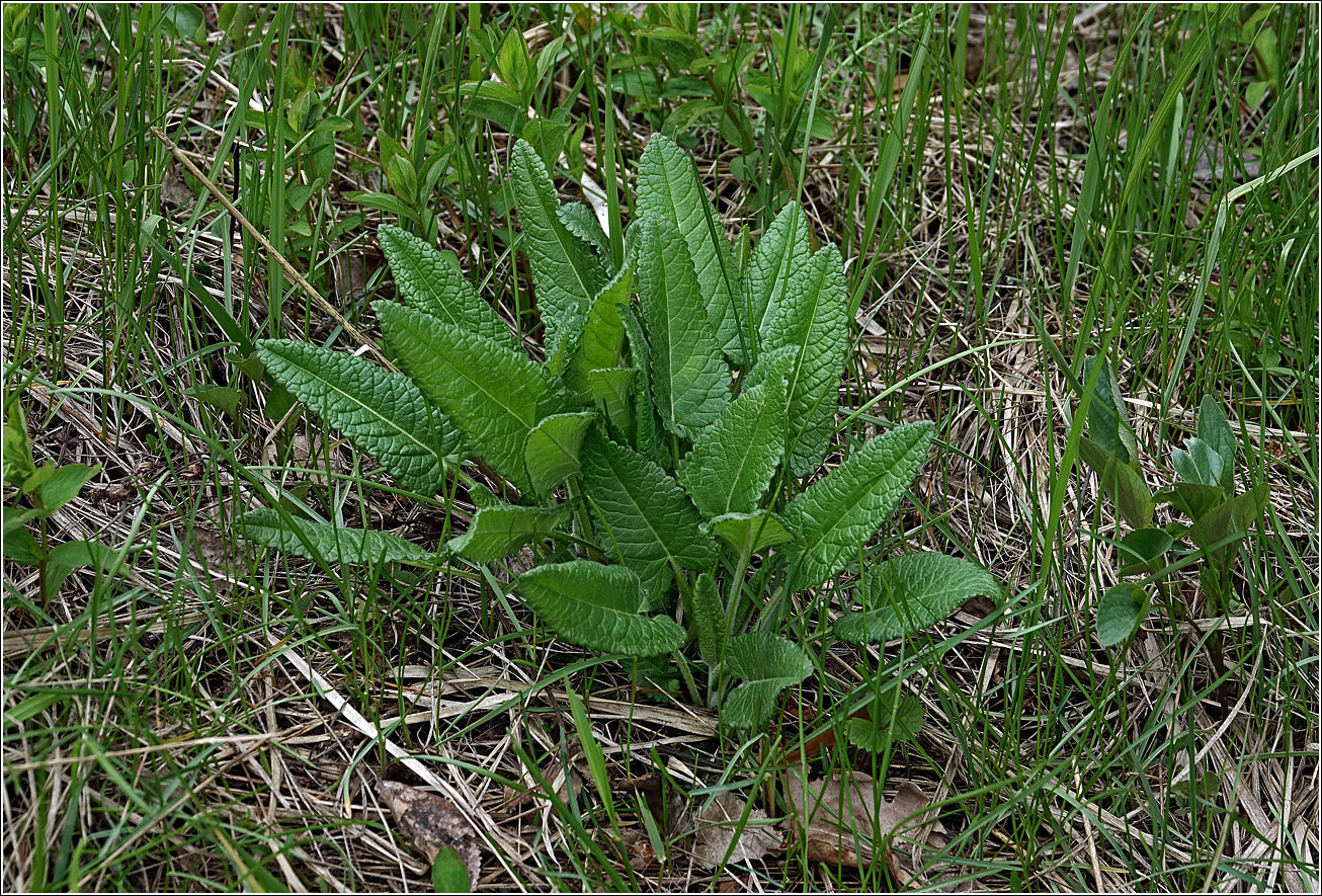 Image of Betonica officinalis specimen.