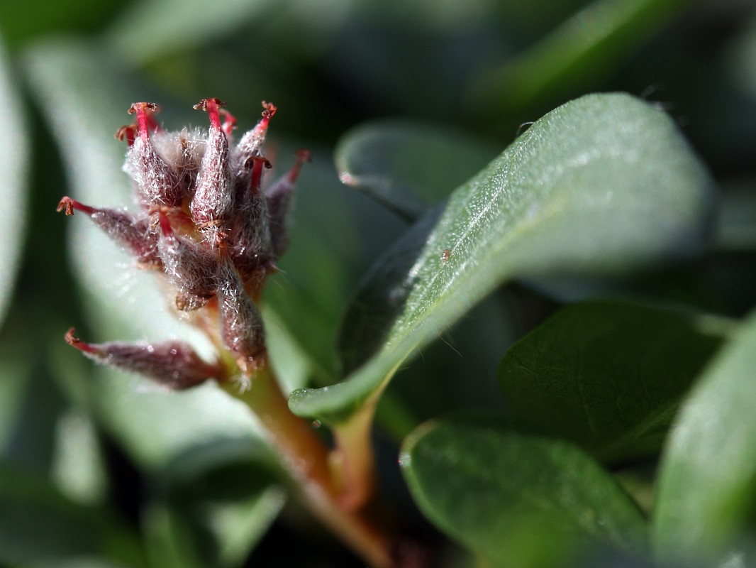 Image of Salix polaris specimen.