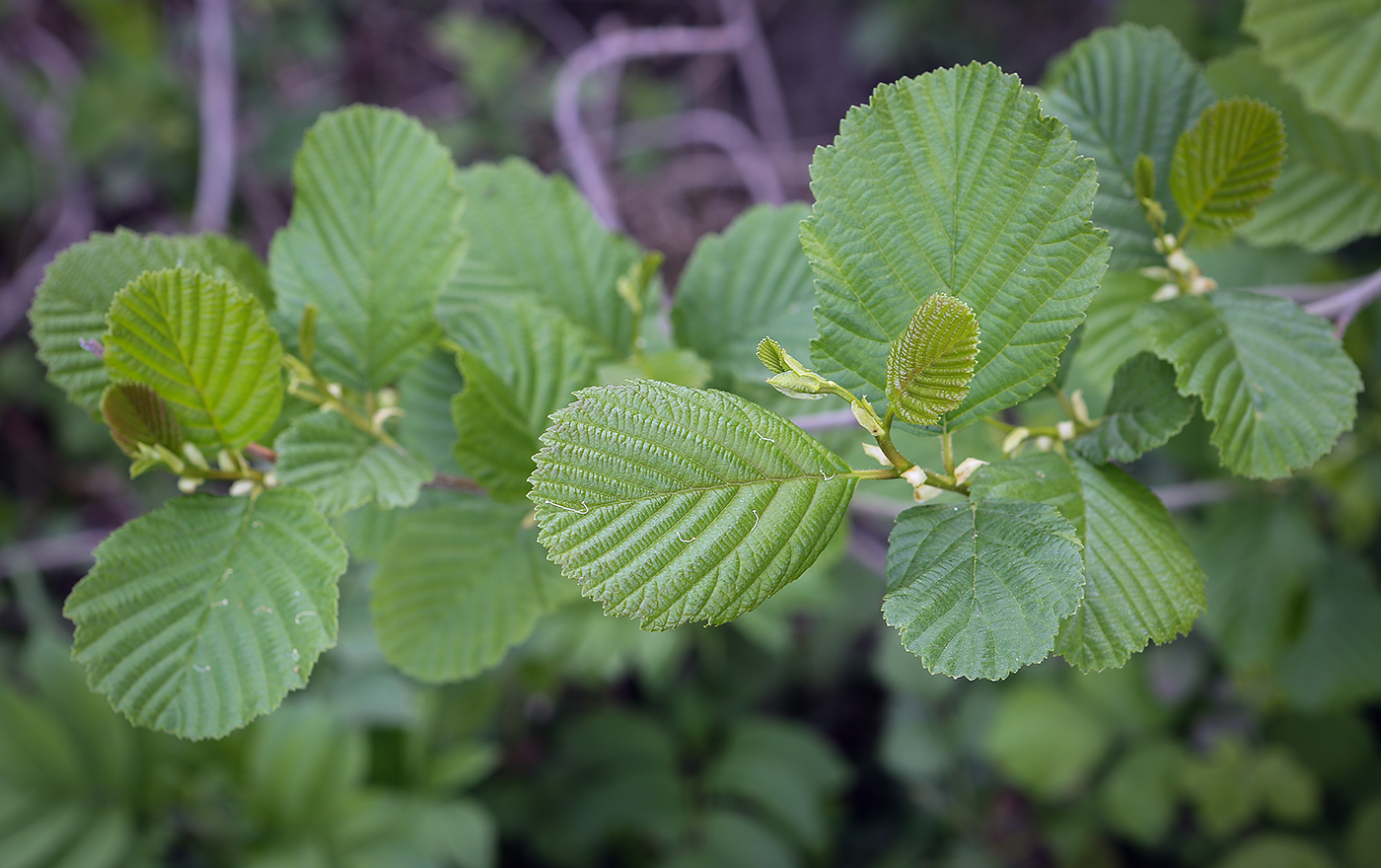 Изображение особи род Alnus.