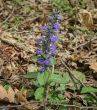 Ajuga reptans. Верхушка цветущего растения. Абхазия, Гудаутский р-н, окр. с. Лдза, широколиственный лес. 11.04.2024.