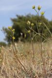 Bupleurum baldense