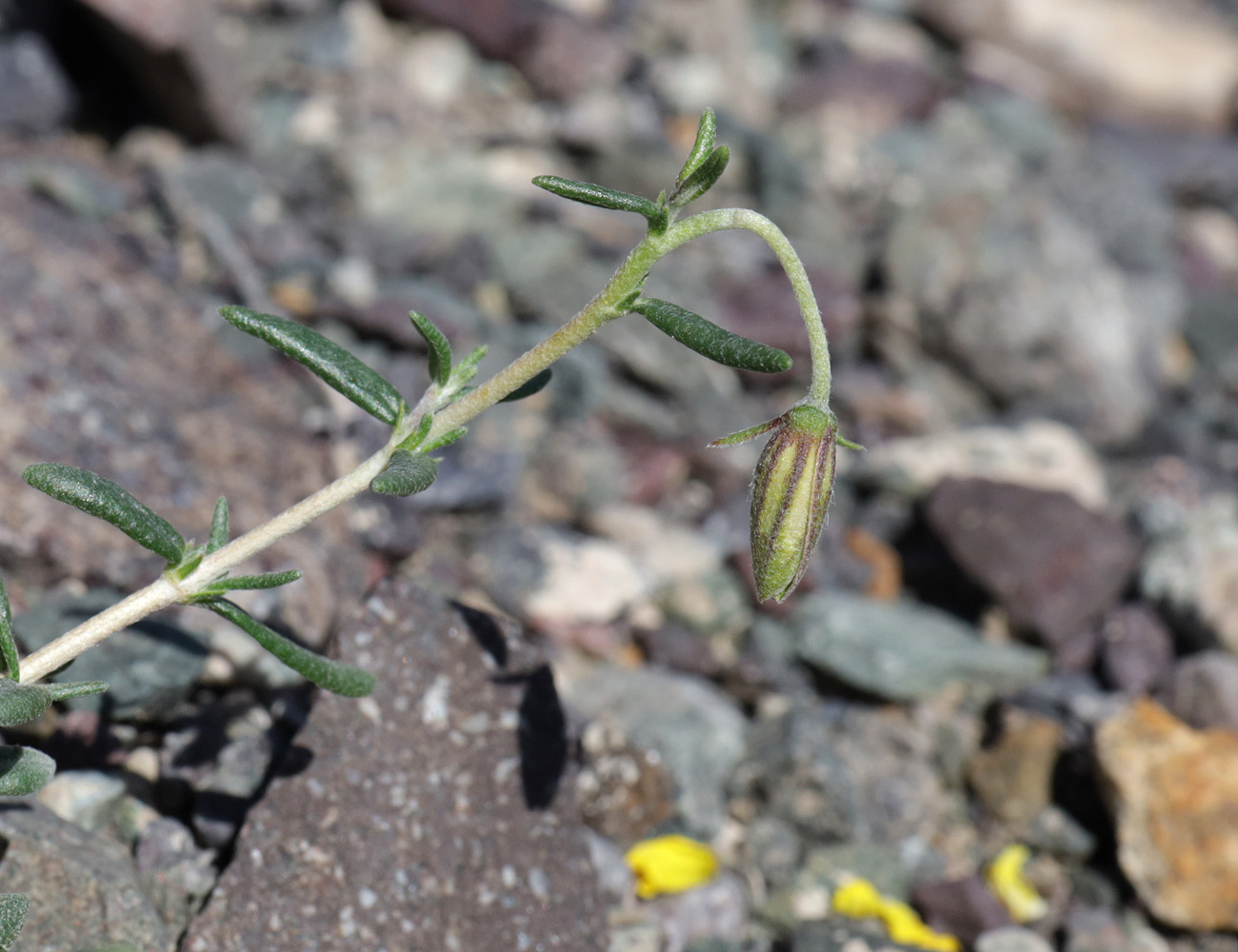 Image of Helianthemum songaricum specimen.