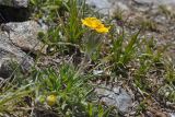 Ranunculus raddeanus