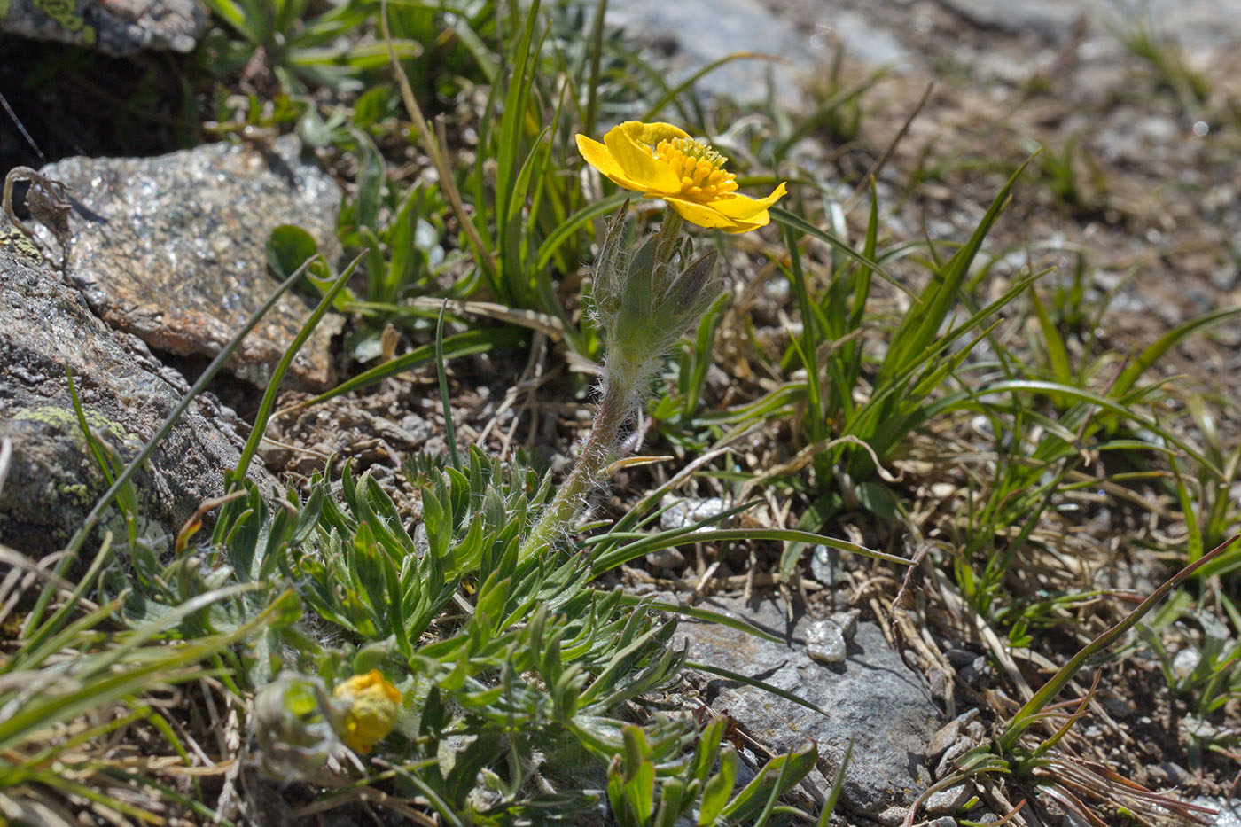 Изображение особи Ranunculus raddeanus.
