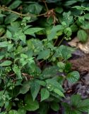 род Solanum