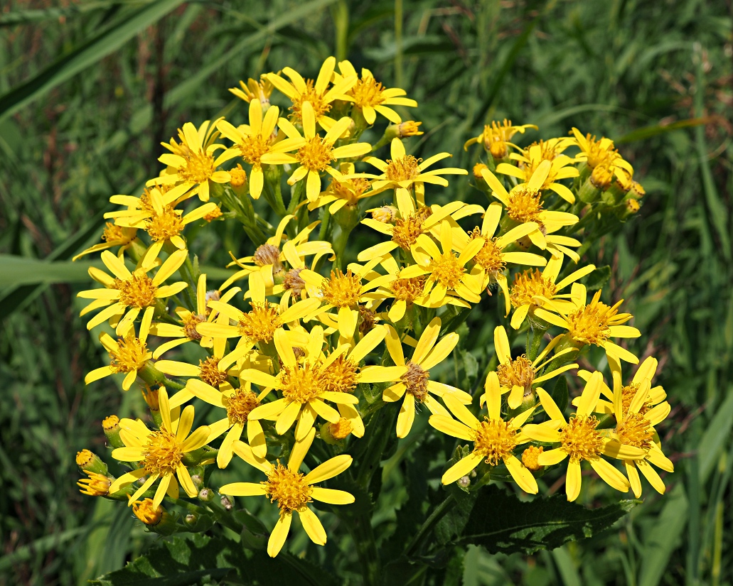 Изображение особи Senecio sarracenicus.