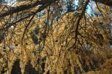 Larix sibirica. Ветвь с хвоей в осенней окраске и прошлогодними шишками. Коми, г. Сыктывкар, посадка вдоль проспекта. 16.10.2010.