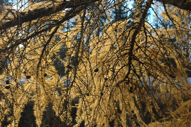 Image of Larix sibirica specimen.
