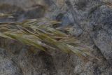 семейство Poaceae
