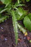род Rumex