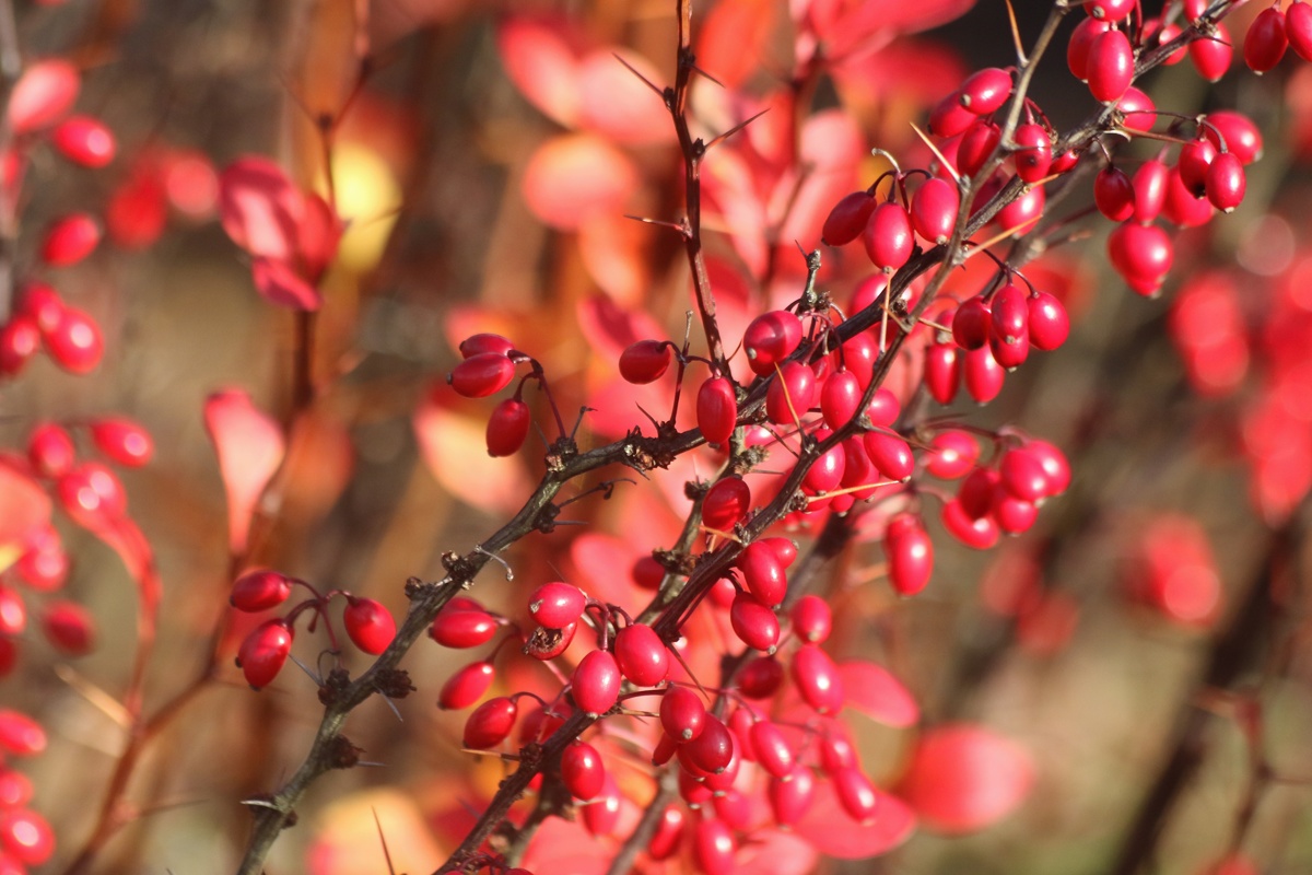 Изображение особи Berberis thunbergii.