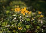 Anemone ranunculoides