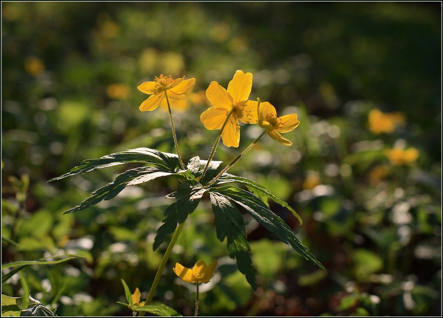 Изображение особи Anemone ranunculoides.