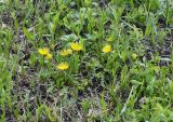род Taraxacum