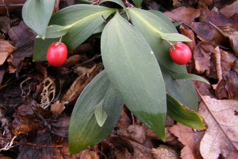 Изображение особи Ruscus hypoglossum.