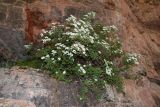 Spiraea pilosa