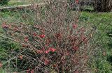 Chaenomeles × superba. Цветущее растение. Краснодарский край, Сочи, Адлерский р-н, парк \"Южные культуры\", в культуре. 09.03.2025.
