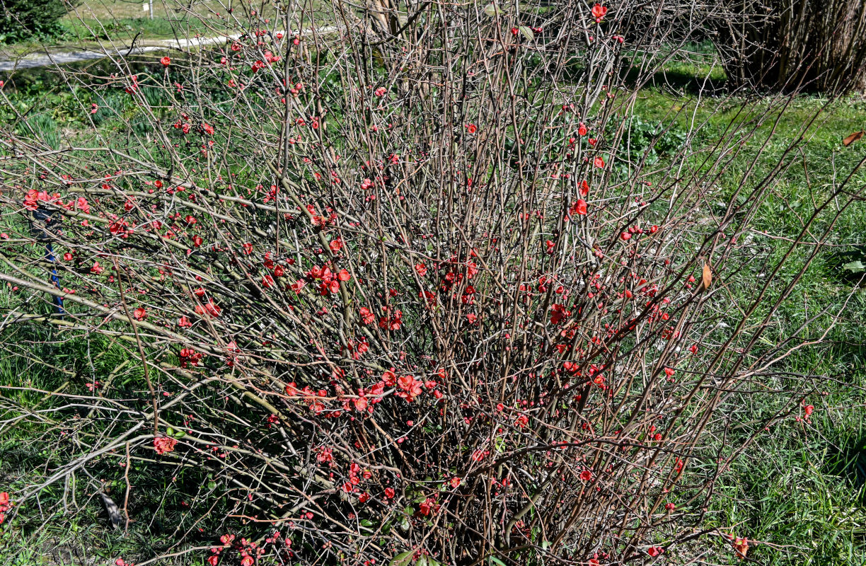 Image of Chaenomeles × superba specimen.