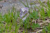 Corydalis conorhiza. Цветущее растение. Карачаево-Черкесия, Домбай, гора Мусса-Ачитара, 2800 м н.у.м., на каменистом склоне. 07.07.2015.