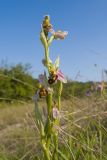 Ophrys apifera. Верхушки побегов с соцветиями. Краснодарский край, Крымский р-н, окр. станицы Неберджаевская, ур. Темрючки, старый заброшенный мергелевый карьер, дно карьера, среди куртин Bothriochloa ischaemum. 06.06.2025.