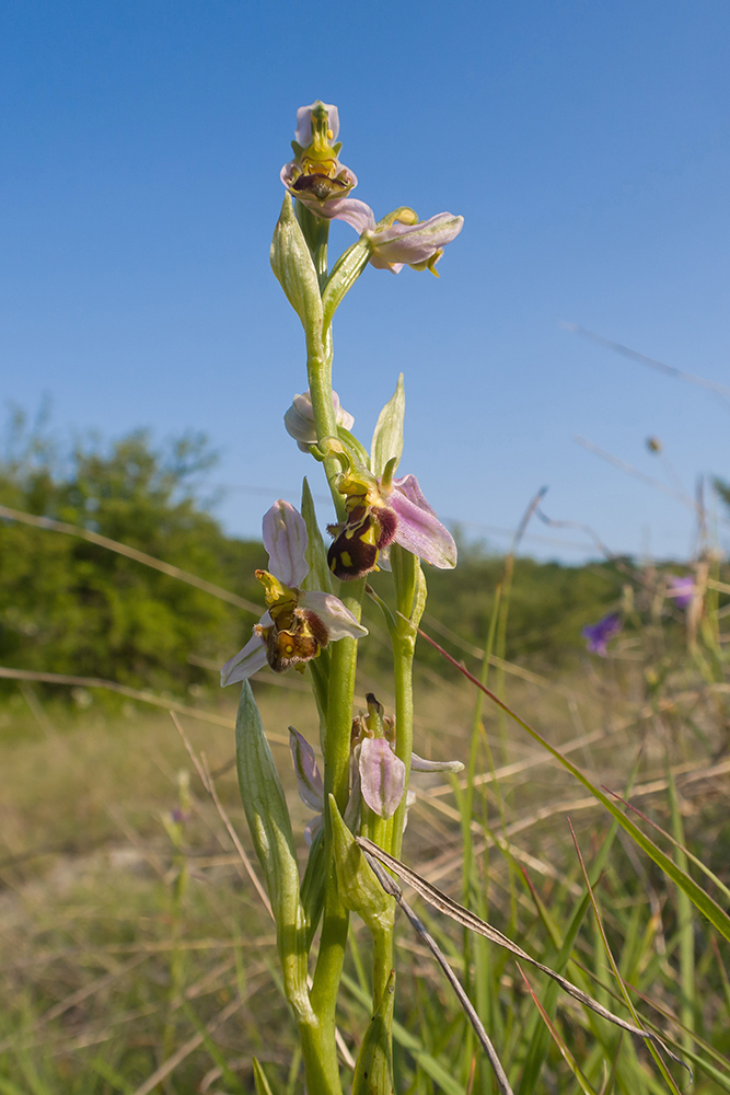 Изображение особи Ophrys apifera.