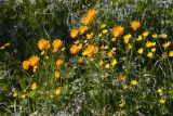 Trollius asiaticus