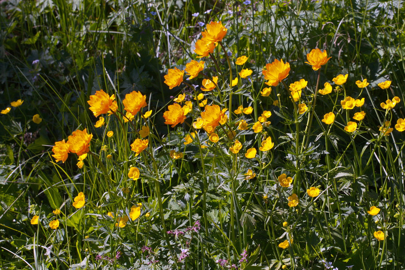 Image of Trollius asiaticus specimen.