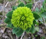 Rhodiola rosea
