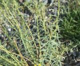 род Euphorbia