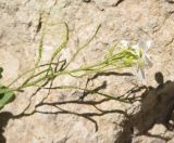 Arabis caucasica