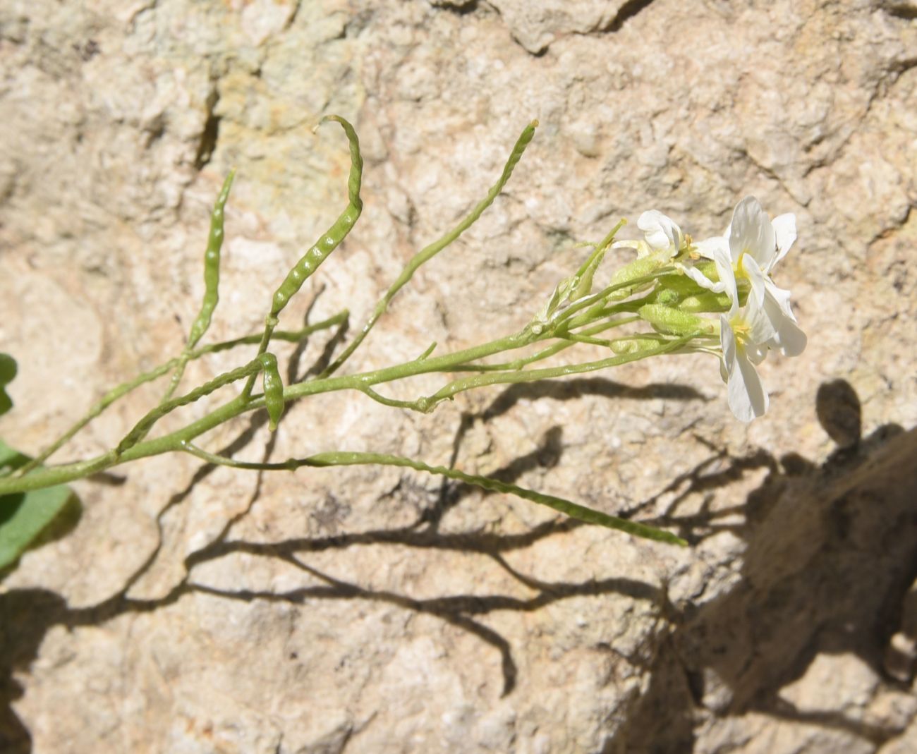 Image of Arabis caucasica specimen.