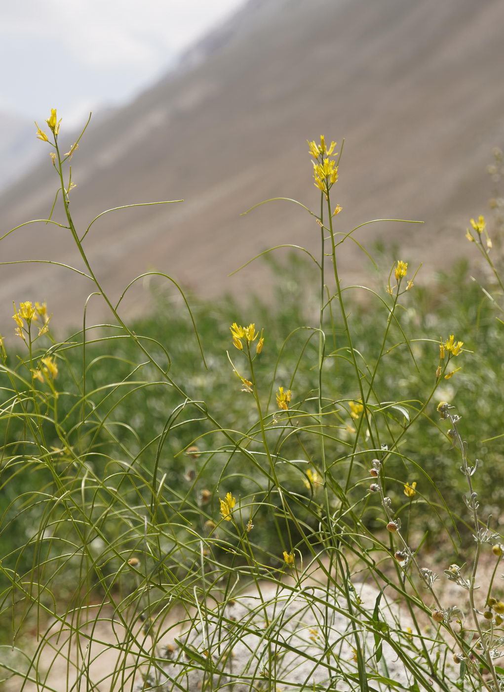 Image of Sisymbrium brassiciforme specimen.