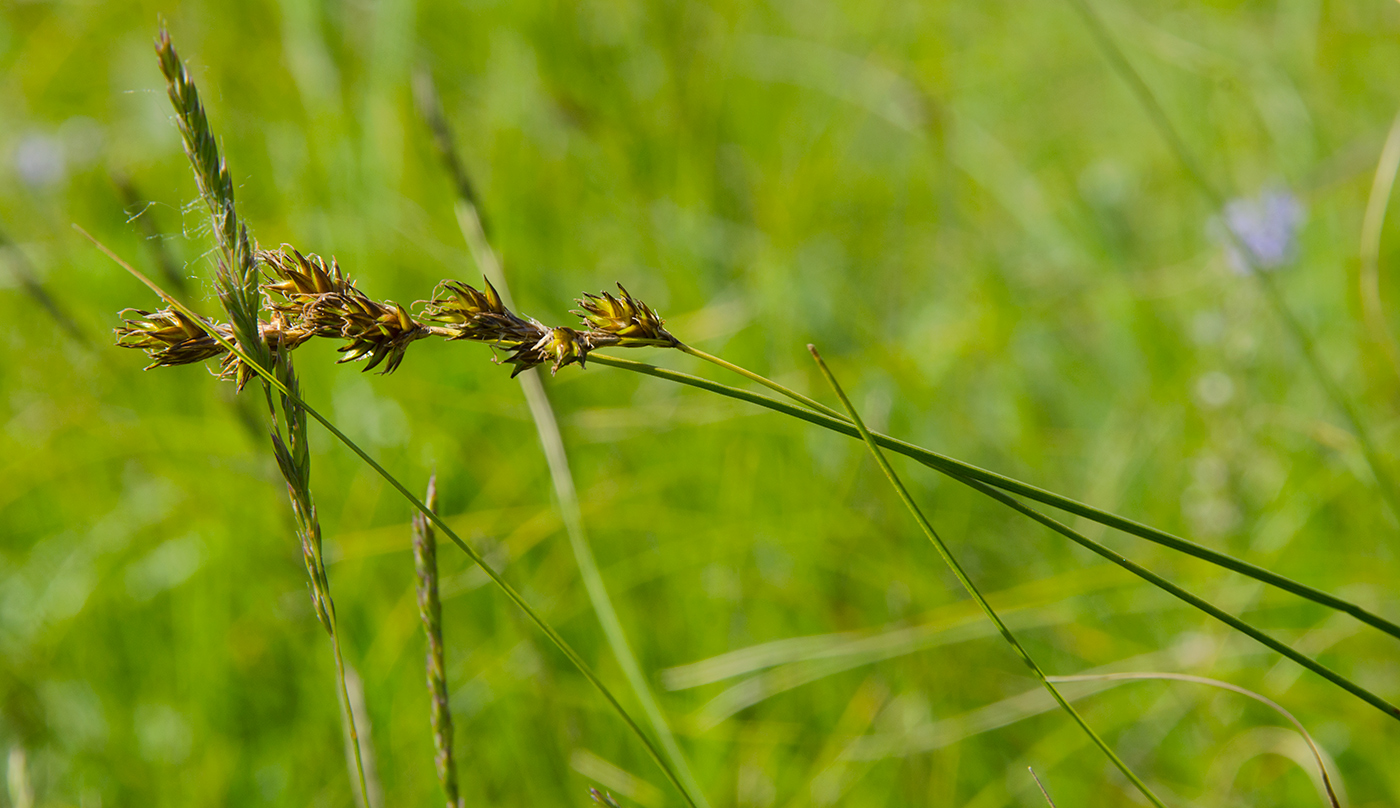 Image of Carex spicata specimen.