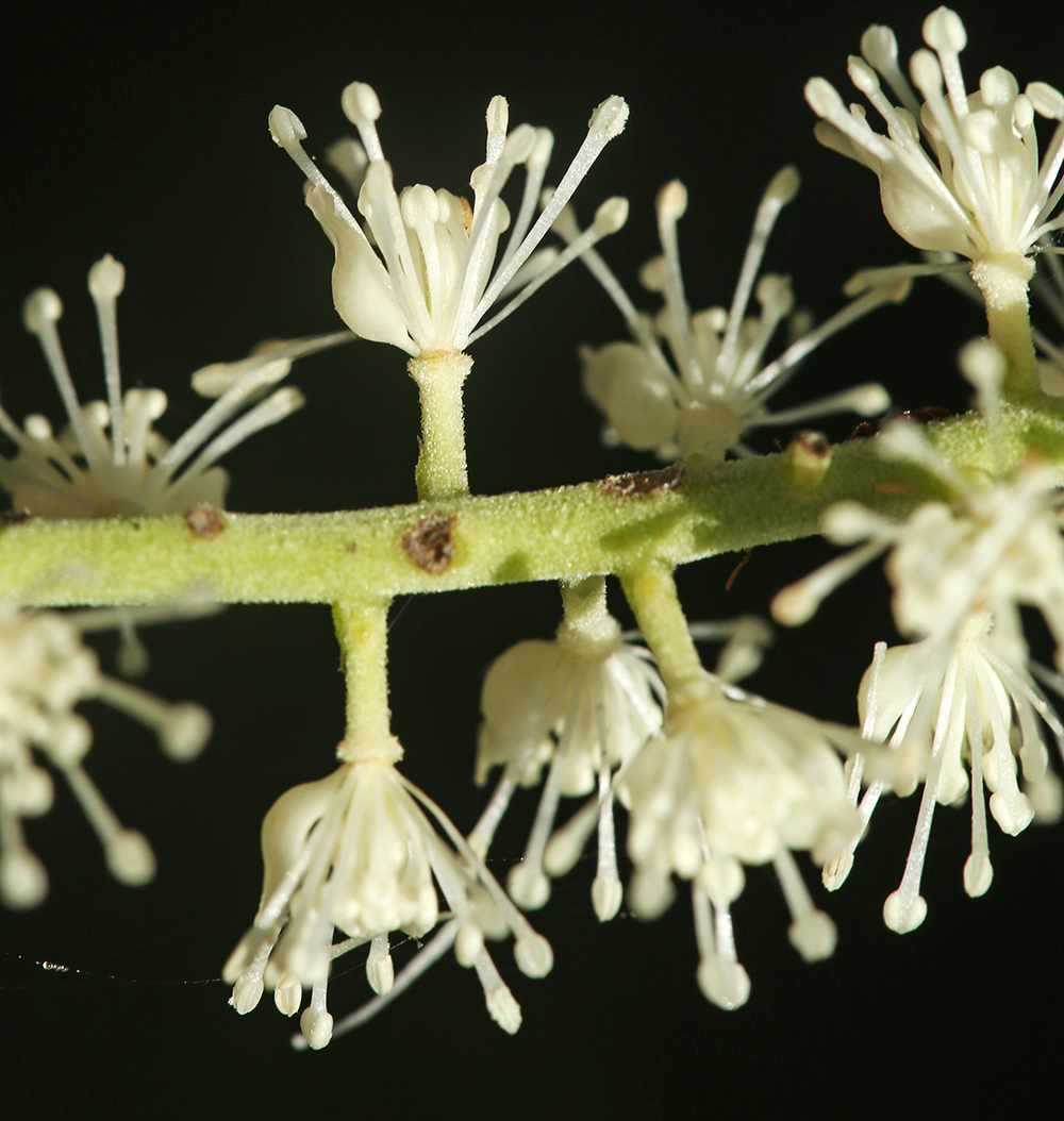 Изображение особи Cimicifuga heracleifolia.