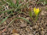 Gagea artemczukii. Цветущее растение. Восточный Крым, хр. Биюк-Янышар. 6 апреля 2011 г.