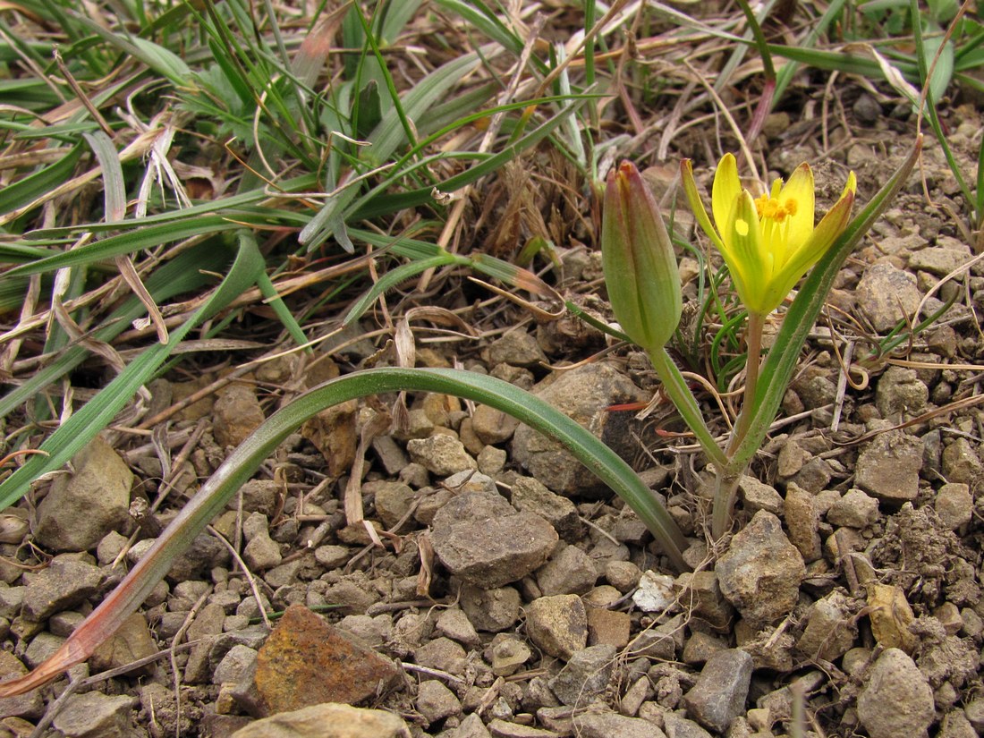 Image of Gagea artemczukii specimen.