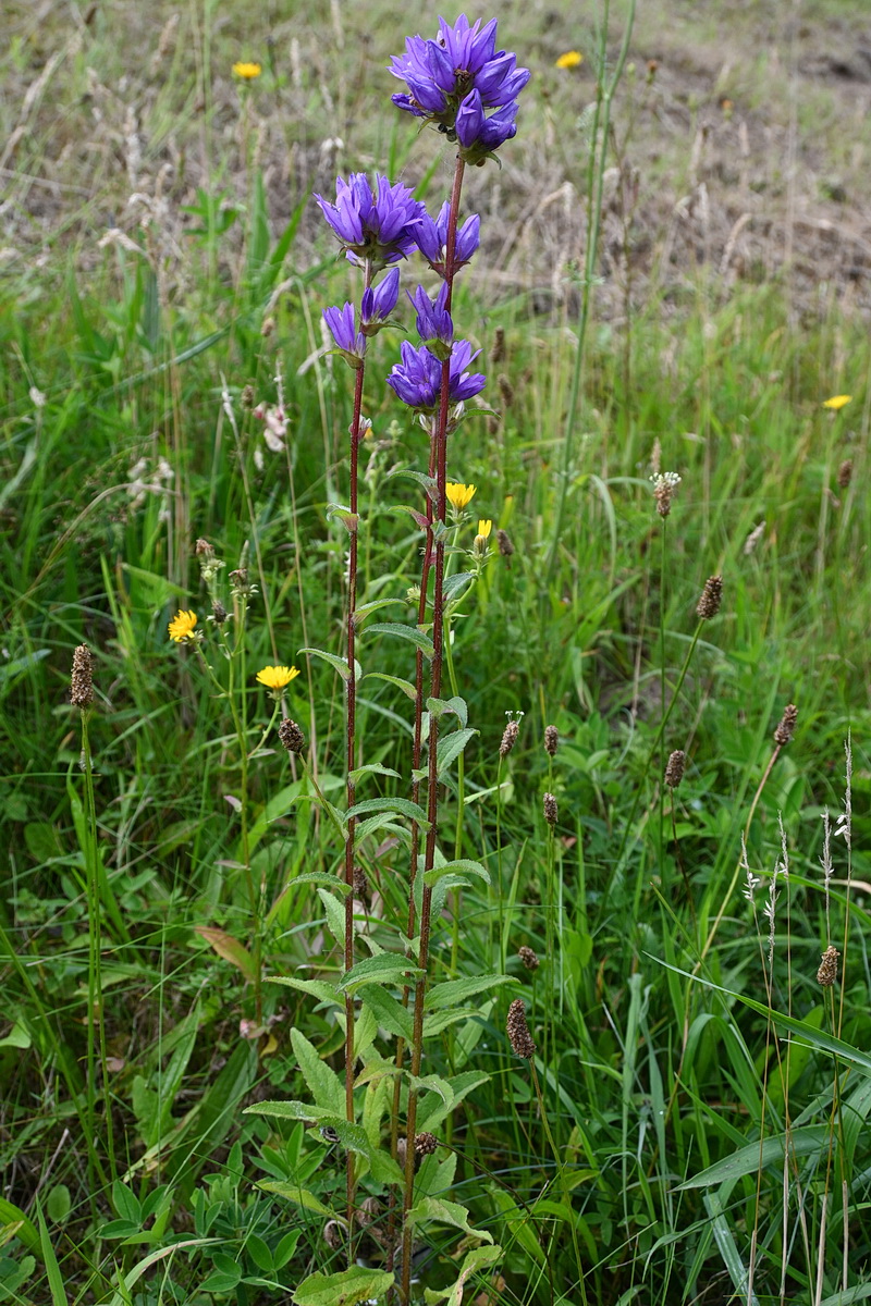 Image of Campanula glomerata specimen.
