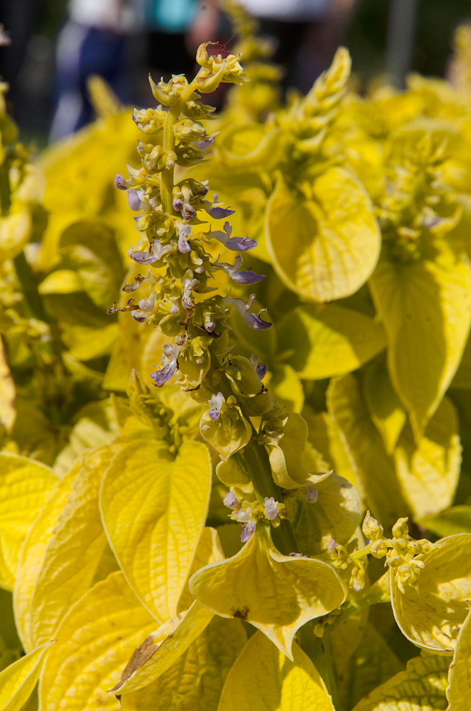 Image of Coleus scutellarioides specimen.
